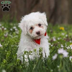 Benji, Bich-Poo Puppy